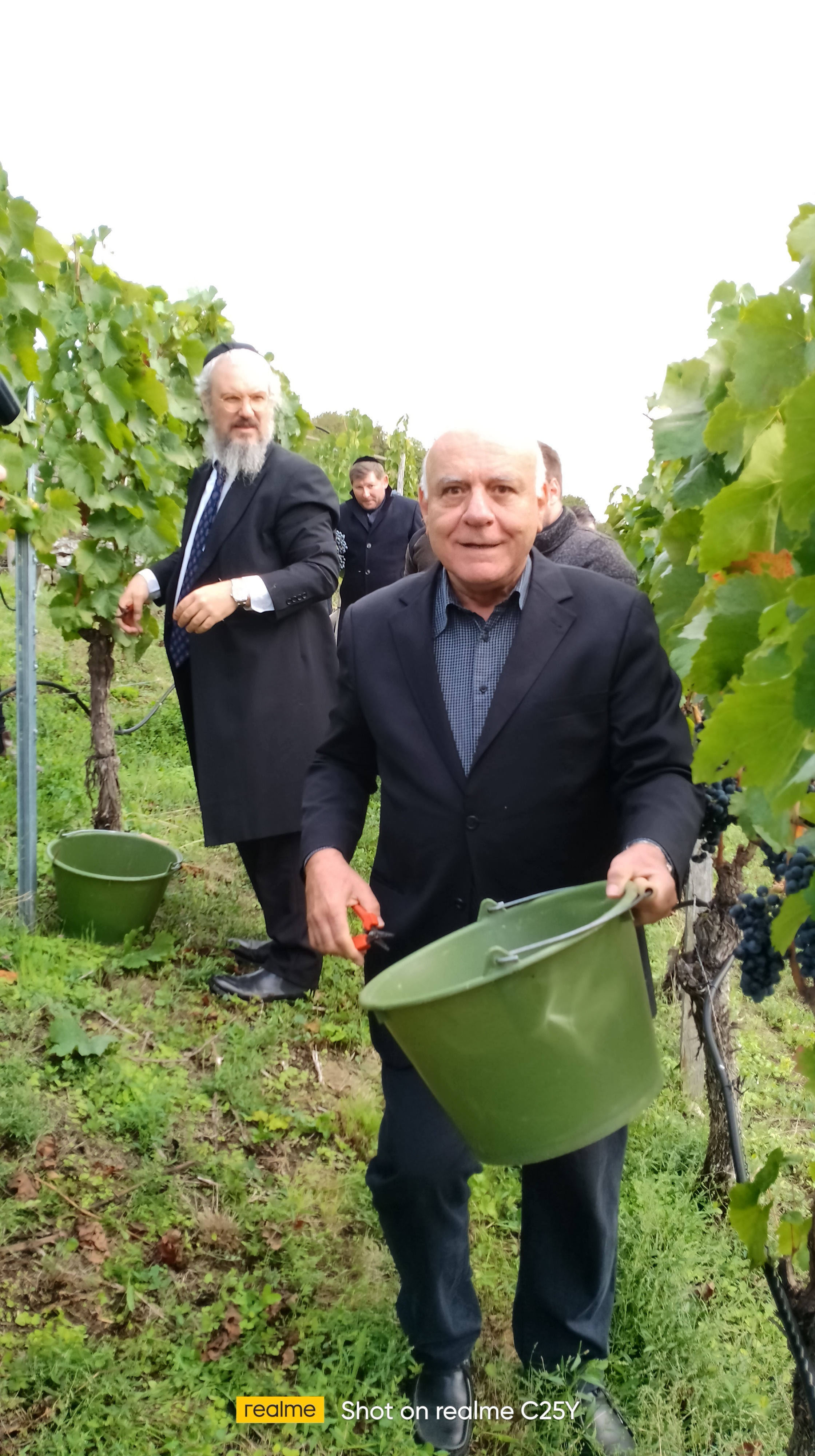 Beginn der Weinlese fr den ersten koscheren Wein Baden-Wrttembergs im Himmelsreich Gundelsheim