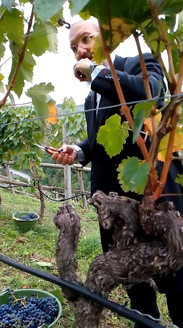 Beginn der Weinlese fr den ersten koscheren Wein Baden-Wrttembergs im Himmelsreich Gundelsheim