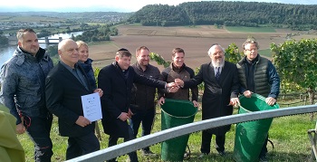 Beginn der Weinlese für den ersten koscheren Wein Baden-Württembergs im Himmelsreich Gundelsheim
